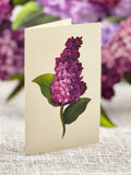 FRESHCUT-GARDEN LILACS