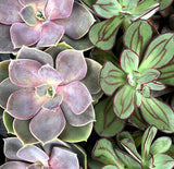 PINK PICASSO KITS-SUCH A SUCCULENT